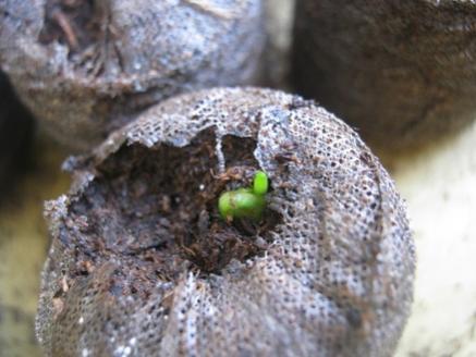 Name:  ornithogalum arabica.jpg
Views: 2432
Size:  25.3 KB