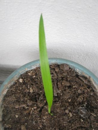 Name:  o. arabica.jpg
Views: 2713
Size:  22.2 KB