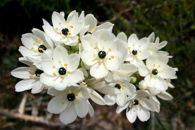 Name:  800px-Ornithogalum_arabicum_JPG1b.jpg
Views: 3155
Size:  41.4 KB