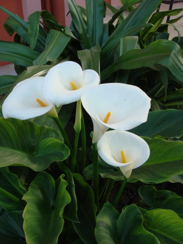 Name:  calla.jpg
Views: 4685
Size:  51.7 KB