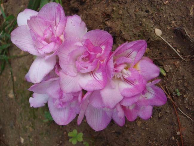 Name:  pink freesia.jpg
Views: 1031
Size:  44.9 KB