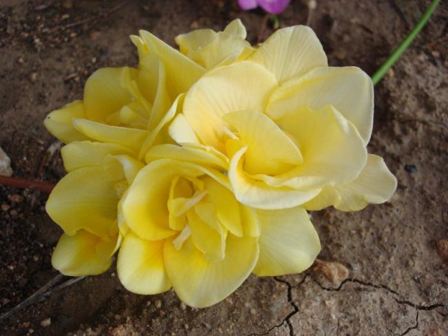 Name:  yellow freesia.jpg
Views: 1119
Size:  41.6 KB