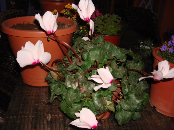 Name:  cyclamen flowers.jpg
Views: 1415
Size:  69.9 KB
