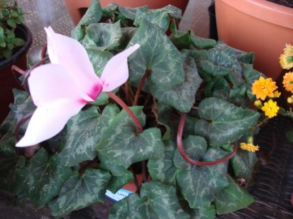 Name:  cyclamen.jpg
Views: 1537
Size:  42.8 KB