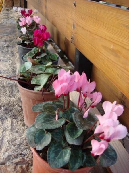 Name:  cyclamen species.jpg
Views: 1498
Size:  45.5 KB