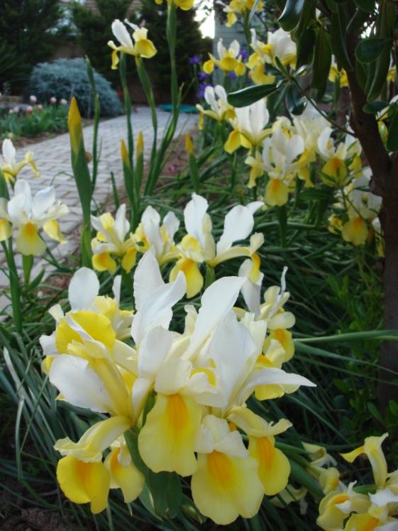 Name:  iris.jpg
Views: 993
Size:  66.1 KB