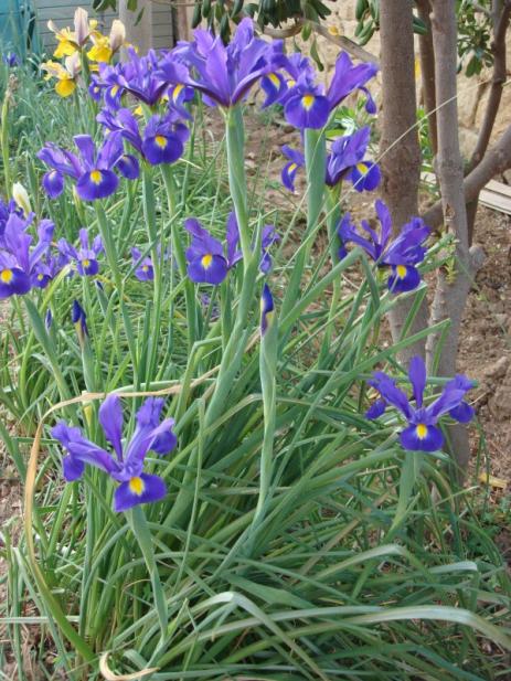 Name:  iris blue.jpg
Views: 1045
Size:  72.4 KB