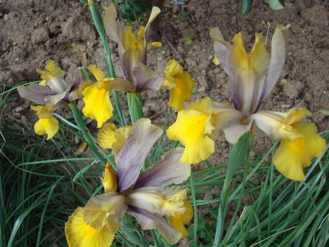 Name:  two tone iris.jpg
Views: 1030
Size:  55.3 KB