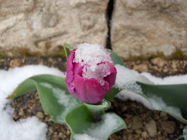 Name:  lale 2 17 mart 7.24.jpg
Views: 489
Size:  35.5 KB