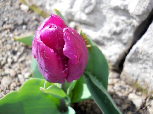 Name:  lale 5 17 mart 14.23.jpg
Views: 501
Size:  36.2 KB