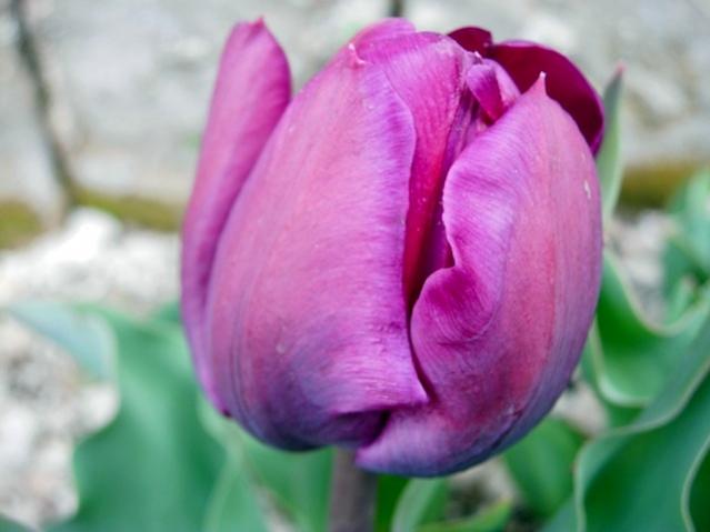 Name:  CIMG0059.jpg
Views: 493
Size:  30.0 KB