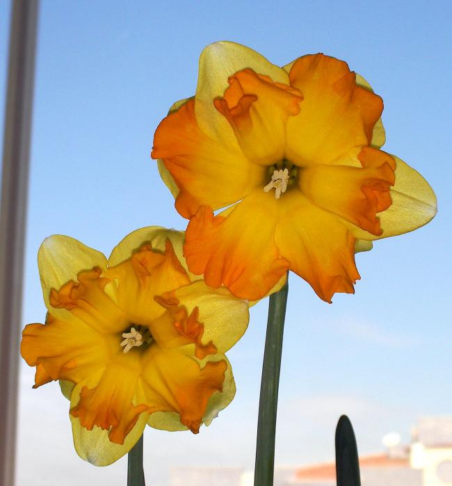 Name:  nergis01.jpg
Views: 1021
Size:  42.2 KB