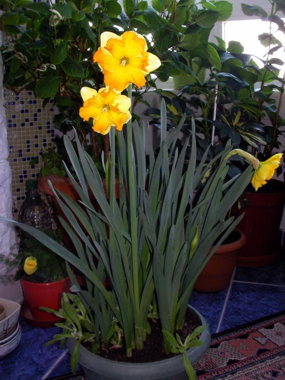Name:  nergis05.jpg
Views: 945
Size:  73.6 KB