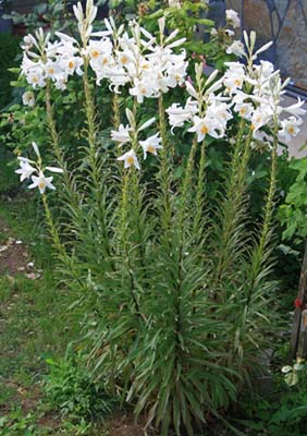Name:  IMG_1809.JPG
Views: 700
Size:  64.4 KB