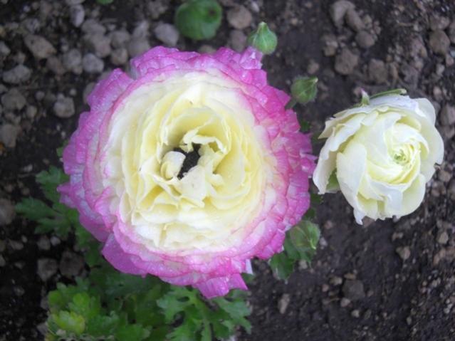 Name:  DSCN5058.jpg
Views: 1436
Size:  41.4 KB