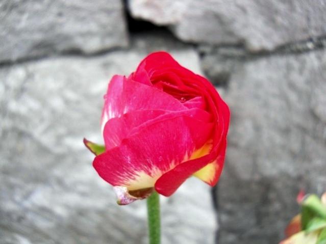Name:  DSCN5060.jpg
Views: 1432
Size:  29.6 KB