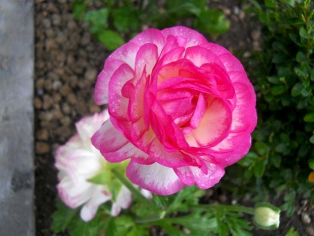 Name:  DSCN5061.jpg
Views: 1421
Size:  39.5 KB