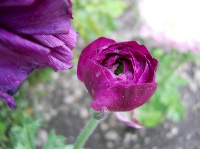 Name:  DSCN5064.jpg
Views: 1401
Size:  32.0 KB