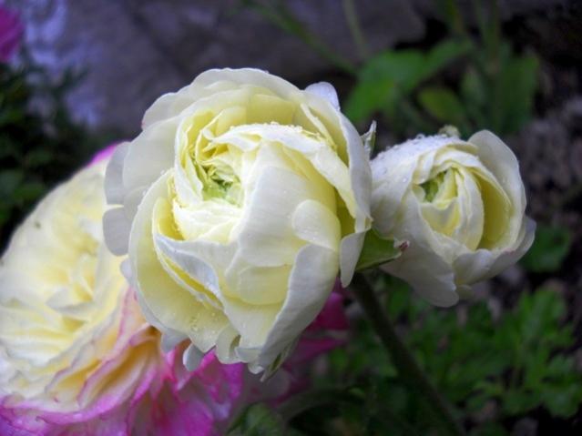 Name:  DSCN5067.jpg
Views: 1393
Size:  31.2 KB