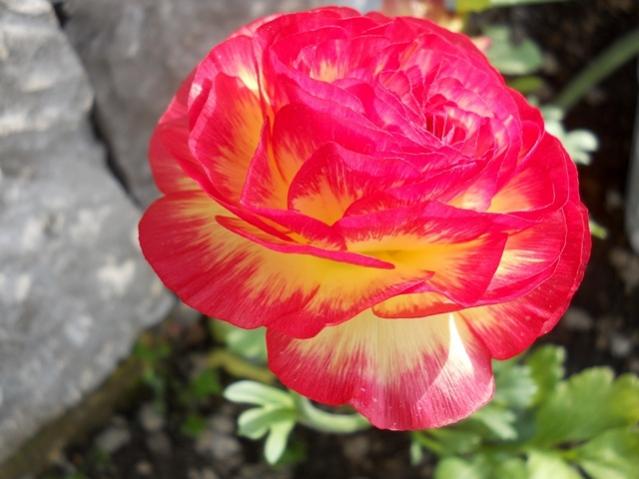 Name:  DSCN5200.jpg
Views: 1436
Size:  39.7 KB