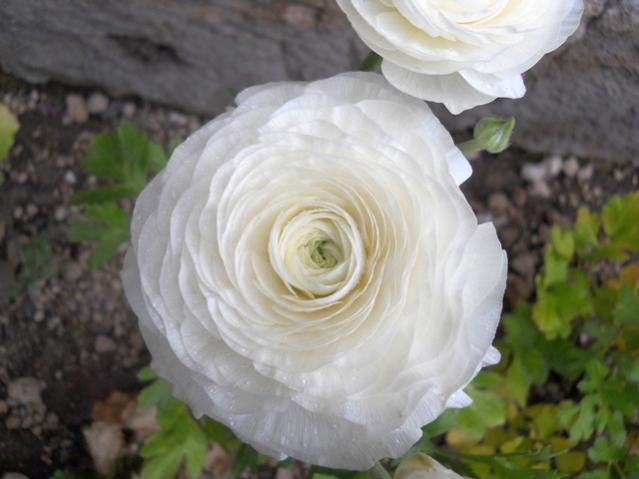 Name:  DSCN5075.jpg
Views: 1436
Size:  34.6 KB