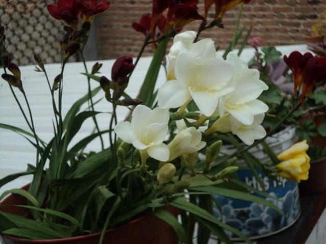 Name:  DSC04398.jpg
Views: 959
Size:  41.8 KB
