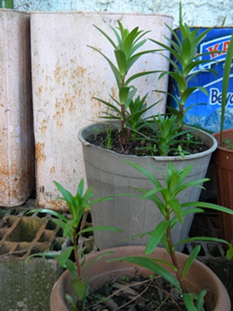 Name:  DSCN6777.JPG
Views: 1428
Size:  69.9 KB
