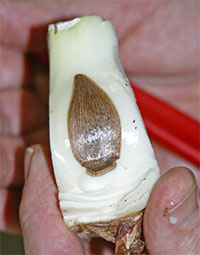 Name:  AmaryllisBadBud.jpg
Views: 2061
Size:  12.3 KB