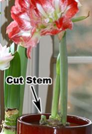 Name:  AmaryllisCutStem2.jpg
Views: 2234
Size:  10.6 KB