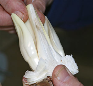 Name:  AmaryllisDissectedBuds.jpg
Views: 2198
Size:  13.9 KB