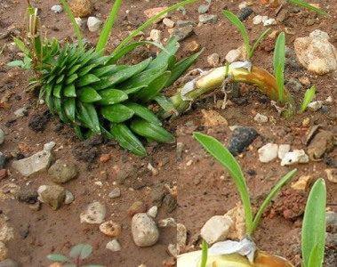 Name:  yavru_sogan_03.jpg
Views: 1701
Size:  57.5 KB