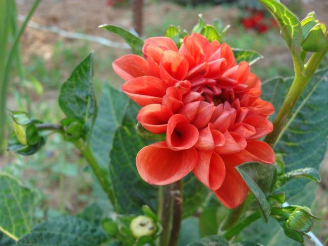 Name:  Dahlia 'Orange Nugget'.jpg
Views: 2073
Size:  42.5 KB