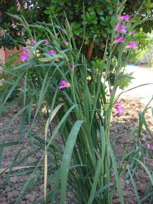 Name:  gladiolus italicus-TRNC.jpg
Views: 1238
Size:  70.4 KB
