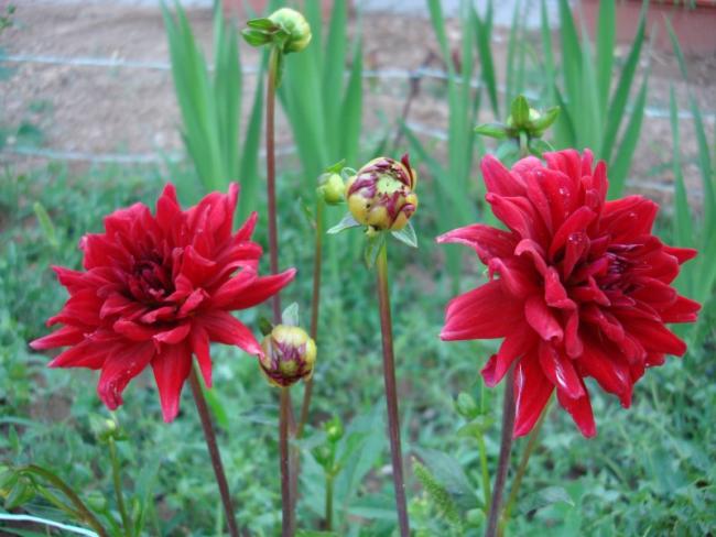 Name:  Dahlia Red Pygmy.jpg
Views: 2288
Size:  46.9 KB