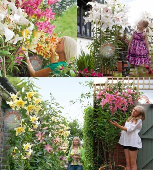 Name:  tree-lily-sogani-1.jpg
Views: 2574
Size:  70.6 KB