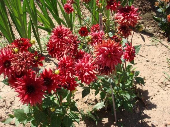 Name:  Dahlia 'Red pygmy'.jpg
Views: 2448
Size:  72.8 KB