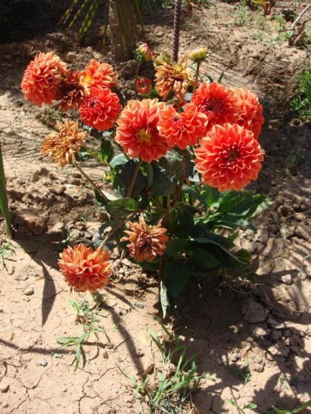Name:  Dahlia 'orange nugget'.jpg
Views: 1940
Size:  73.2 KB