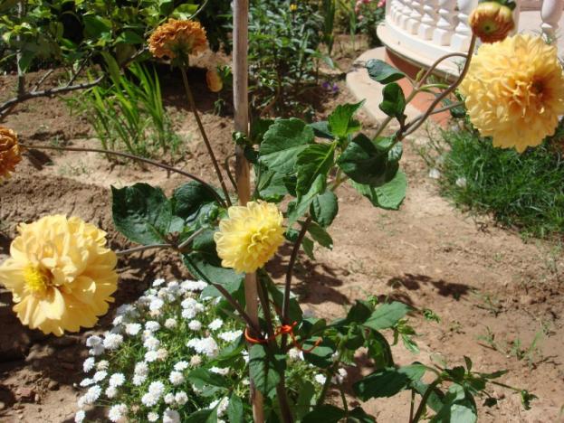 Name:  Dahlia 'Golden sceptre'.jpg
Views: 1907
Size:  71.5 KB