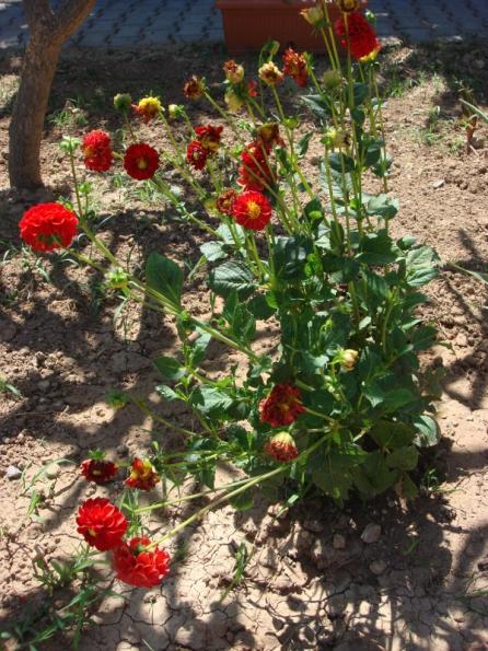 Name:  Dahlia.jpg
Views: 1670
Size:  73.0 KB