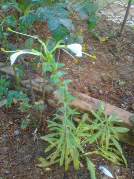 Name:  sbt.jpg
Views: 1487
Size:  55.8 KB