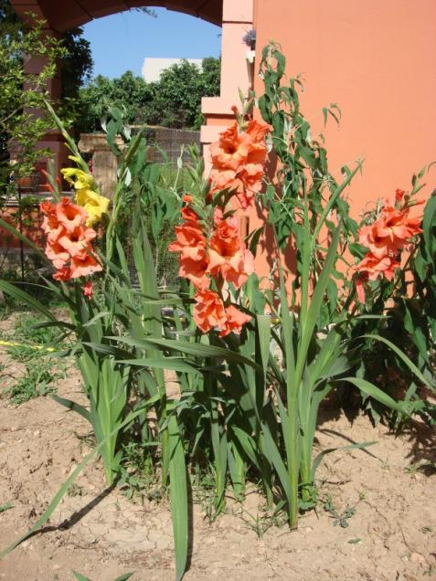 Name:  Gladiolus mix.jpg
Views: 1022
Size:  71.6 KB