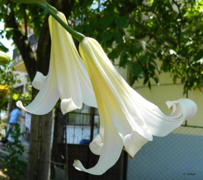 Name:  Kopyas Resim 034.jpg
Views: 1273
Size:  47.7 KB