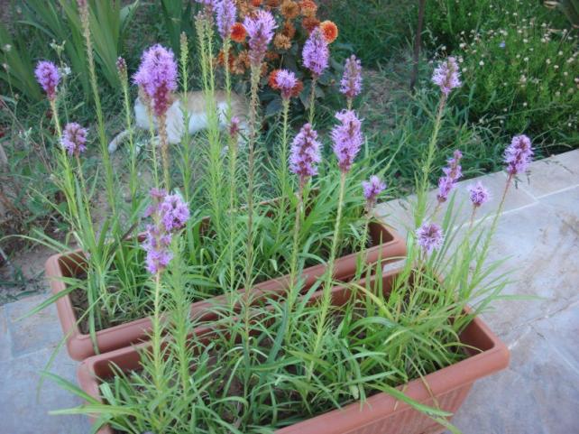Name:  Liatris spicata.jpg
Views: 2403
Size:  70.6 KB