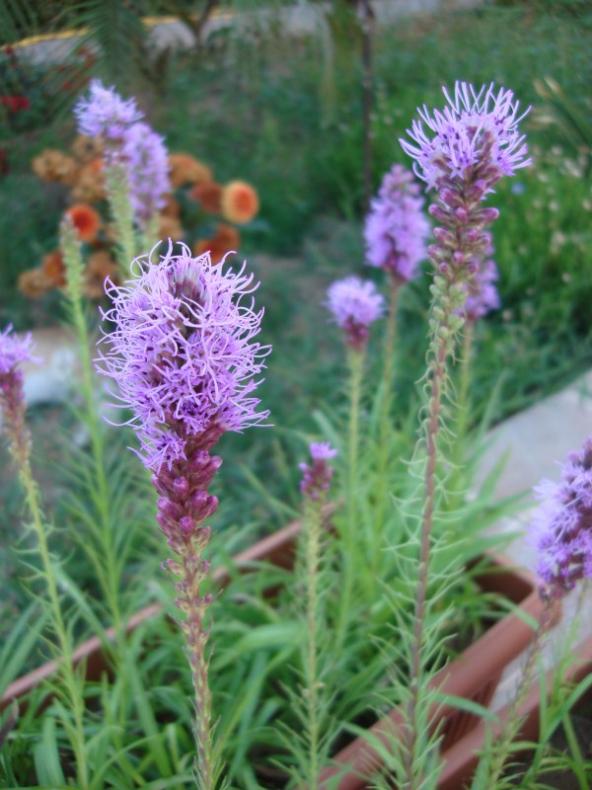 Name:  Liatris.jpg
Views: 1801
Size:  63.9 KB