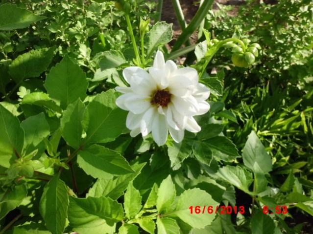 Name:  CIMG4360.jpg
Views: 1465
Size:  60.8 KB