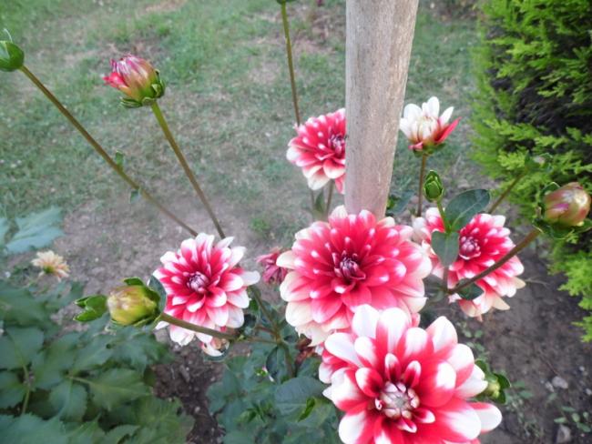 Name:  04-214.jpg
Views: 1426
Size:  57.9 KB