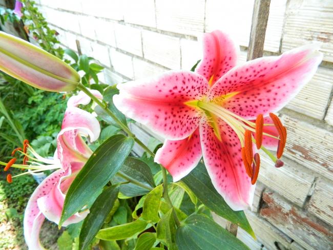 Name:  DSCN0380.jpg
Views: 1165
Size:  61.0 KB