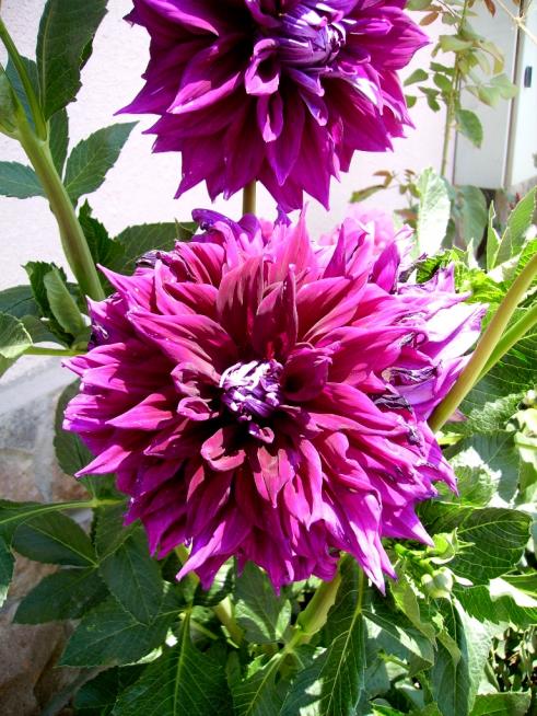 Name:  ak mor 2013.jpg
Views: 1627
Size:  78.5 KB