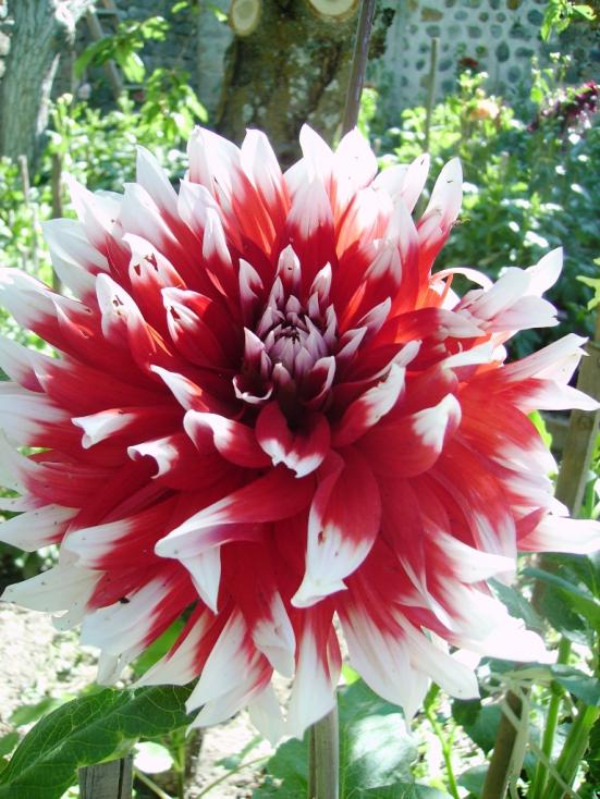 Name:  BLTHE SPRT.jpg
Views: 1726
Size:  76.3 KB