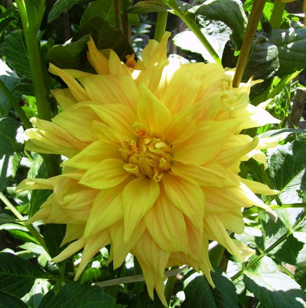 Name:  ebruli sar 2013.jpg
Views: 1536
Size:  71.2 KB